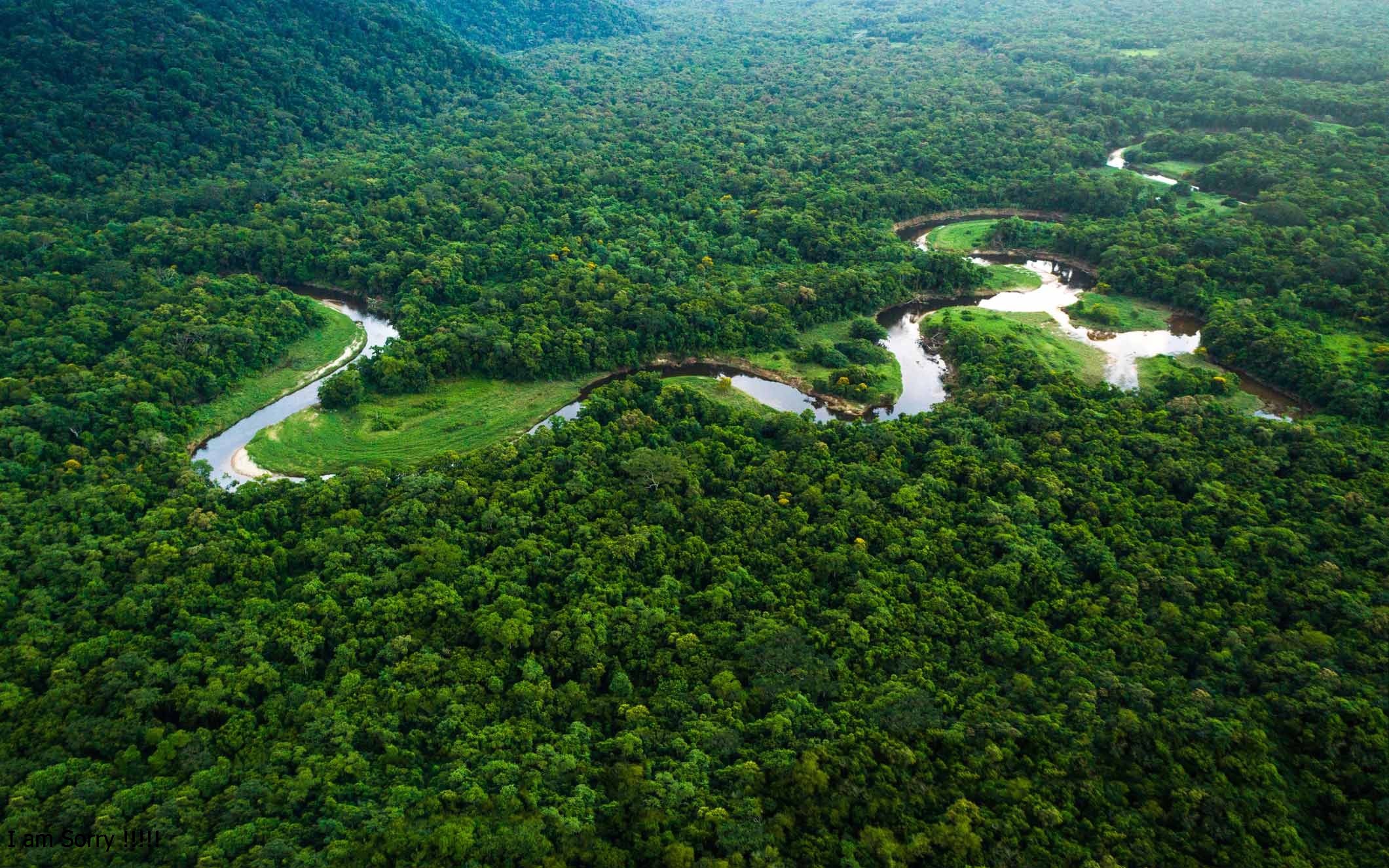 Lush green Amazon rainforest stretching to the horizon under bright skies